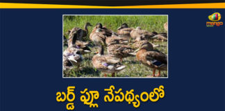 Bird Flu, Bird Flu Cases, bird flu in Bengaluru, Bird Flu Outbreak, Centre confirms bird flu, Centre Confirms Bird Flu Cases, Centre confirms bird flu outbreak, Centre Confirms Outbreak Of Bird Flu, Mango News Telugu, Measures to Prevent Bird Flu, Outbreak Of Bird Flu, Telangana Forest Department, Telangana Forest Department Measures to Prevent Bird Flu, Telangana Measures to Prevent Bird Flu