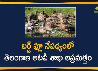 Bird Flu, Bird Flu Cases, bird flu in Bengaluru, Bird Flu Outbreak, Centre confirms bird flu, Centre Confirms Bird Flu Cases, Centre confirms bird flu outbreak, Centre Confirms Outbreak Of Bird Flu, Mango News Telugu, Measures to Prevent Bird Flu, Outbreak Of Bird Flu, Telangana Forest Department, Telangana Forest Department Measures to Prevent Bird Flu, Telangana Measures to Prevent Bird Flu