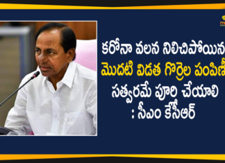 CM KCR, First Phase Sheep Distribution Program, KCR Orders Officials to Complete First Phase Sheep Distribution Program, Mango News Telugu, Sheep Distribution scheme, Telangana CM KCR, Telangana Sheep Distribution, Telangana Sheep Distribution scheme, Telangana Sheep Distribution scheme News, Telangana Sheep Distribution scheme Updates, Telangana Sheep Distribution Status