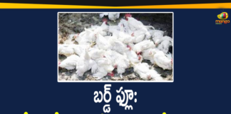 Bird Flu Status: So far 9 States Affected in the Country