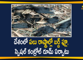 Bird Flu, Bird Flu Cases, bird flu in Bengaluru, Bird Flu Outbreak, Centre confirms bird flu, Centre Confirms Bird Flu Cases, Centre Confirms Bird Flu Cases in Rajasthan, Centre confirms bird flu outbreak, Centre confirms bird flu strain, Centre Confirms Outbreak Of Bird Flu, Himachal Pradesh, Kerala, Madhya Pradesh, Mango News Telugu, Outbreak Of Bird Flu