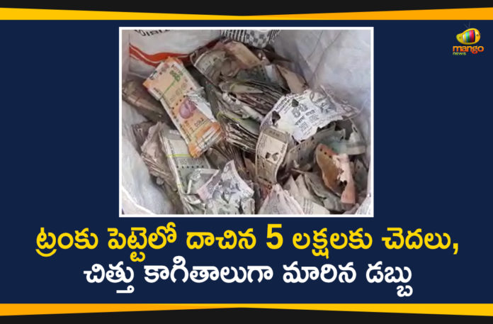 5 Lakh Worth Currency Notes Damaged, Andhra Pradesh, AP News, Currency Notes Damaged due to Termites in Krishna District, Mango News, Termites eat millions at a bank in India, Termites eat up currency, Termites eat up currency in AP, Termites eat up currency in Krishna District, Termites eat up currency worth ₹5 lakh