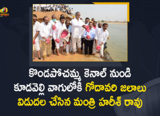 Godavari Water into Kudavelli Vagu from Kondapochamma Sagar Canal, Harish Rao Released Godavari Water into Kudavelli Vagu, KLIS water is released in Kudavelly Vagu, KLIS water released into Kudavelly Vagu, KLIS water to be released into Kudavelly Vagu, Kondapochamma Sagar, Kondapochamma Sagar Canal, Kudavelli Vagu, Mango News, Minister Harish Rao, Minister Harish Rao Released Godavari Water into Kudavelli Vagu, Water released to irrigate
