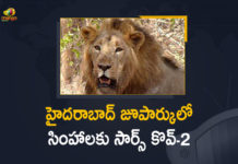 8 Lions in Hyderabad Zoo Test Positive for SARS CoV-2,Mango News,Mango News Telugu,Eight Asiatic Lions Test Positive For Coronavirus In Hyderabad,Eight Asiatic Lions At Hyderabad Zoo Test Positive For Coronavirus,8 Asiatic Lions At Hyderabad Zoo Test Positive For Covid-19,8 Asiatic Lions At Hyderabad Zoo Test Positive,Eight Asiatic Lions In Hyderabad Zoo Test Covid Positive,Covid-19 In Animals,Eight Lions In Hyderabad Zoo,Lions In Hyderabad Zoo Test Covid-19 Positive,8 Lions in Hyderabad Zoo,Hyderabad,Zoo,Lions,8 Lions,8 Lions in Hyderabad Zoo Test Positive,SARS CoV-2,Eight Asiatic Lions In Hyderabad Zoo Test Positive for SARS CoV-2