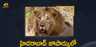 8 Lions in Hyderabad Zoo Test Positive for SARS CoV-2,Mango News,Mango News Telugu,Eight Asiatic Lions Test Positive For Coronavirus In Hyderabad,Eight Asiatic Lions At Hyderabad Zoo Test Positive For Coronavirus,8 Asiatic Lions At Hyderabad Zoo Test Positive For Covid-19,8 Asiatic Lions At Hyderabad Zoo Test Positive,Eight Asiatic Lions In Hyderabad Zoo Test Covid Positive,Covid-19 In Animals,Eight Lions In Hyderabad Zoo,Lions In Hyderabad Zoo Test Covid-19 Positive,8 Lions in Hyderabad Zoo,Hyderabad,Zoo,Lions,8 Lions,8 Lions in Hyderabad Zoo Test Positive,SARS CoV-2,Eight Asiatic Lions In Hyderabad Zoo Test Positive for SARS CoV-2