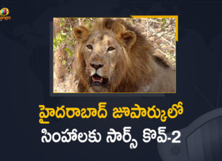 హైదరాబాద్ జూపార్కులో సింహాలకు సార్స్ కొవ్-2 8 Lions in Hyderabad Zoo Test Positive for SARS CoV-2,Mango News,Mango News Telugu,Eight Asiatic Lions Test Positive For Coronavirus In Hyderabad,Eight Asiatic Lions At Hyderabad Zoo Test Positive For Coronavirus,8 Asiatic Lions At Hyderabad Zoo Test Positive For Covid-19,8 Asiatic Lions At Hyderabad Zoo Test Positive,Eight Asiatic Lions In Hyderabad Zoo Test Covid Positive,Covid-19 In Animals,Eight Lions In Hyderabad Zoo,Lions In Hyderabad Zoo Test Covid-19 Positive,8 Lions in Hyderabad Zoo,Hyderabad,Zoo,Lions,8 Lions,8 Lions in Hyderabad Zoo Test Positive,SARS CoV-2,Eight Asiatic Lions In Hyderabad Zoo Test Positive for SARS CoV-2