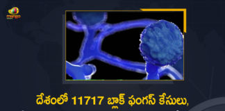 11717 Black Fungus Cases Reported In India, Black Fungus, Black Fungus Cases, Black Fungus Cases In India, Black Fungus Disease, Black Fungus Infections, Black Fungus New Cases, Black Fungus Treatment, Increasing Cases Of Black Fungus, Increasing Cases Of Black Fungus In Telangana, India, Mango News, Mucormycosis, So Far 11717 Black Fungus Cases Reported, So Far 11717 Black Fungus Cases Reported In India
