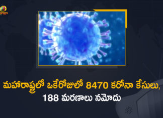 Corona Positive Cases in Maharashtra, Corona Positive Cases In Maharashtra, Maharashtra, Maharashtra , Maharashtra Corona, Maharashtra Corona Cases, Maharashtra Corona Deaths, Maharashtra Corona Positive Cases, Maharashtra Coronavirus, Maharashtra Coronavirus Positive Cases, Maharashtra Coronavirus Updates, Maharashtra COVID 19,mango news