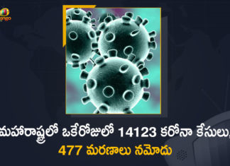 Corona Positive Cases in Maharashtra, Corona Positive Cases In Maharashtra, Maharashtra, Maharashtra , Maharashtra Corona, Maharashtra Corona Cases, Maharashtra Corona Deaths, Maharashtra Corona Positive Cases, Maharashtra Coronavirus, Maharashtra Coronavirus Positive Cases, Maharashtra Coronavirus Updates, Maharashtra COVID 19,mango news