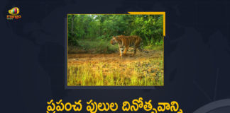 Global Tiger Day, Global Tiger Day Celebrations Held At KBR National Park, International Tiger Day, International Tiger Day celebrated, International Tigers Day, Mango News, Over 400 children take part in Global Tiger Day, Telangana Forest Department, Telangana Forest Department Celebrated International Tigers Day, Tiger population has doubled in the state, tiger population in india, tiger population in world, Tiger population increasing in Telangana state, tigers in india