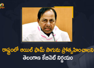 Cabinet Decides to Promote Oil Palm Cultivation, CM KCR On Methods To Increase Oil Palm Cultivation In The State, Fillip To Oil Palm Cultivation In Telangana, Focus on oil palm cultivation, Mango News, Methods To Increase Oil Palm Cultivation In The State, Oil Palm Cultivation, Oil Palm Cultivation In Telangana, Oil Palm Cultivation In Telangana State, Telangana Cabinet, Telangana Cabinet Decides to Promote Oil Palm Cultivation, Telangana Cabinet Decides to Promote Oil Palm Cultivation in the State, Telangana Oil palm cultivation