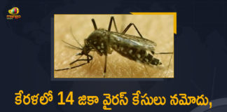 Amid COVID-19 Kerala reports first case of Zika virus, diagnosis of zika virus, Kerala First Zika Virus Case 2021, Kerala Health Minister Veena George, Kerala One Zika case confirmed, Kerala reports first case of Zika virus, Kerala Reports First Case Of Zika Virus Sample Sent To NIV Pune, Kerala reports first positive case of Zika virus, Zika virus, zika virus and pregnancy, zika virus deaths, zika virus in india, Zika virus in Kerala, Zika virus infection, zika virus is spread by, zika virus symptoms and treatment, Zika Virus Treatment