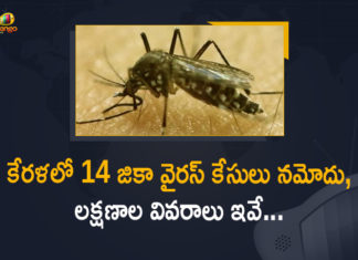 Amid COVID-19 Kerala reports first case of Zika virus, diagnosis of zika virus, Kerala First Zika Virus Case 2021, Kerala Health Minister Veena George, Kerala One Zika case confirmed, Kerala reports first case of Zika virus, Kerala Reports First Case Of Zika Virus Sample Sent To NIV Pune, Kerala reports first positive case of Zika virus, Zika virus, zika virus and pregnancy, zika virus deaths, zika virus in india, Zika virus in Kerala, Zika virus infection, zika virus is spread by, zika virus symptoms and treatment, Zika Virus Treatment