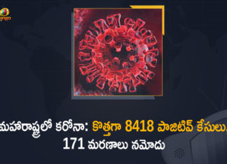 Corona Positive Cases in Maharashtra, Corona Positive Cases In Maharashtra, Maharashtra, Maharashtra , Maharashtra Corona, Maharashtra Corona Cases, Maharashtra Corona Deaths, Maharashtra Corona Positive Cases, Maharashtra Coronavirus, Maharashtra Coronavirus Positive Cases, Maharashtra Coronavirus Updates, Maharashtra COVID 19,mango news