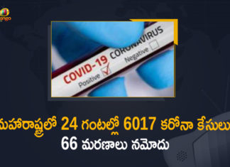Corona Positive Cases in Maharashtra, Corona Positive Cases In Maharashtra, Maharashtra, Maharashtra , Maharashtra Corona, Maharashtra Corona Cases, Maharashtra Corona Deaths, Maharashtra Corona Positive Cases, Maharashtra Coronavirus, Maharashtra Coronavirus Positive Cases, Maharashtra Coronavirus Updates, Maharashtra COVID 19,mango news