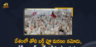 AIIMS Hospital, Bird Flu, Bird Flu Death, Bird Flu In Delhi, Delhi’s AIIMS Reports First Bird Flu Death, First Bird Flu Death in India, First bird flu death in India this year, First Bird Flu Death in India This Year Reported at AIIMS, First Bird Flu Death in India This Year Reported at AIIMS Hospital, First Bird Flu Death in India This Year Reported at AIIMS Hospital at New Delhi, Mango News, New Delhi