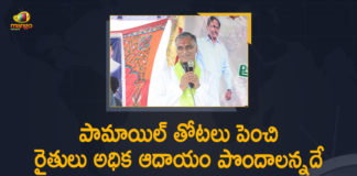 Cultivation of Oil Palm, Cultivation of Oil Palm In Telugu, Focus on oil palm cultivation, Mango News, Methods To Increase Oil Palm Cultivation In The State, Minister Harish Rao, Minister Harish Rao About Oil Palm Cultivation, Minister Harish Rao About Oil Palm Cultivation In the State, Minister Harish Rao held Meeting on Cultivation of Oil Palm, Oil Palm Cultivation, Oil Palm Cultivation In Telangana, Oil Palm Cultivation In Telangana State, Oil Palm In Telangana, Palm Tree Workers In Telangana, Telangana Oil palm cultivation