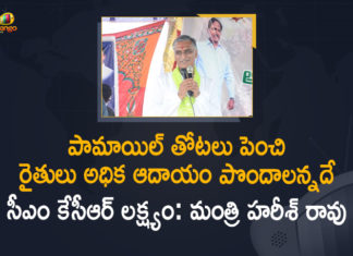 Cultivation of Oil Palm, Cultivation of Oil Palm In Telugu, Focus on oil palm cultivation, Mango News, Methods To Increase Oil Palm Cultivation In The State, Minister Harish Rao, Minister Harish Rao About Oil Palm Cultivation, Minister Harish Rao About Oil Palm Cultivation In the State, Minister Harish Rao held Meeting on Cultivation of Oil Palm, Oil Palm Cultivation, Oil Palm Cultivation In Telangana, Oil Palm Cultivation In Telangana State, Oil Palm In Telangana, Palm Tree Workers In Telangana, Telangana Oil palm cultivation