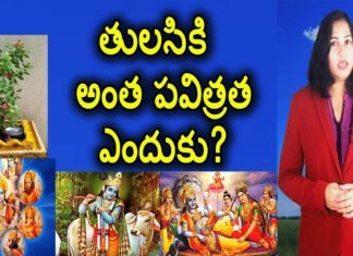 Why Do We Worship Tulsi Plant?,Interesting Facts and Importance of Tulsi,YUVARAJ infotainment,tulsi plant,tulsi,tulsi leaves,history of tulsi plant,story of tulsi,worshipping tulsi plant,tulsi leaves uses,benefits of tulsi,health benefits of tulsi leaves,tulsi in hinduism,tulsi plant uses,holy basil,basli plant,holy basil plant,impotance of tulsi in hinduism,benefits of holy basil leaves,hindu traditions,interesting facts about hindu,tulsi at home