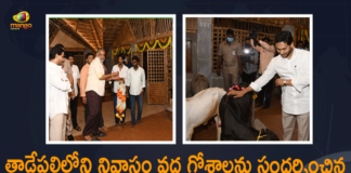 Andhra Pradesh Chief Minister YS Jagan, AP CM YS Jagan, AP CM YS Jagan visited the newly set up Goshala, AP CM YS Jagan Visits Goshala at his Residence, AP CM YS Jagan Visits Goshala at his Residence in Tadepalli, CM YS Jagan Visits Gosala at his House Tadepalli, CM YS Jagan visits Newly set up Goshala, Goshala At CM Jagan’s Residence, Mango News, Tadepalli, YS Jagan Visits Goshala at his Residence, YS Jagan Visits Goshala at his Residence in Tadepalli