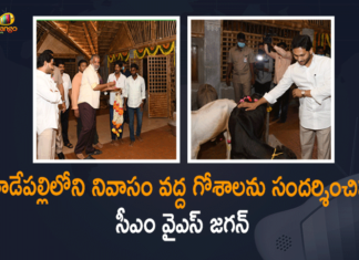 Andhra Pradesh Chief Minister YS Jagan, AP CM YS Jagan, AP CM YS Jagan visited the newly set up Goshala, AP CM YS Jagan Visits Goshala at his Residence, AP CM YS Jagan Visits Goshala at his Residence in Tadepalli, CM YS Jagan Visits Gosala at his House Tadepalli, CM YS Jagan visits Newly set up Goshala, Goshala At CM Jagan’s Residence, Mango News, Tadepalli, YS Jagan Visits Goshala at his Residence, YS Jagan Visits Goshala at his Residence in Tadepalli