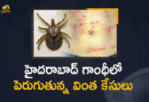 హైదరాబాద్ గాంధీ హాస్పిటల్ లో 15 కొత్తరకం కేసులు 15 Scrub Typhus Cases Reported, 15 Scrub Typhus Cases Reported at Hyderabad, 15 Scrub Typhus Cases Reported at Hyderabad Gandhi Hospital, Gandhi Hospital, Hyderabad Gandhi Hospital, Mango News, Mango News Telugu, Scrub Typhus, Scrub Typhus Cases, Scrub Typhus Cases Reported at Hyderabad Gandhi Hospital, scrub typhus in telugu, scrub typhus symptoms, scrub typhus symptoms scrub typhus, scrub typhus test, scrub typhus treatment