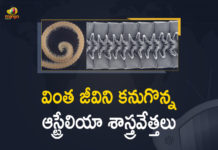 1 millipede 1 306 legs, 306 legs, A creature with 1306 legs discovered, a millipede with 1, discovered in Australia, First ever millipede with 1000 legs discovered in Australia, Mango News, Marvel of evolution, Millipede, Researchers discovered the world’s leggiest animal, The first true millipede, World`s leggiest creature, World’s Leggiest Creature A Millipede With 1306 Legs, World’s Leggiest Creature Was Found, World’s Leggiest Creature Was Found In Australia