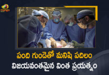వైద్య చరిత్రలో అద్భుత ఘట్టం – మనిషికి అమర్చిన పంది గుండె Historic, Man gets genetically-modified pig heart, Mango News, Pig Heart in a Human, Pig heart transplanted into human body, Pig heart transplanted into human body in medical first, Surgeons Implant Pig Heart Into Human Patient, US Surgeon Implants A Pig Heart Successfully Into A 57 Year old, US surgeons successfully implant pig heart in human, US Surgeons Successfully Implanted Pig Heart in a Human