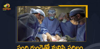 Historic, Man gets genetically-modified pig heart, Mango News, Pig Heart in a Human, Pig heart transplanted into human body, Pig heart transplanted into human body in medical first, Surgeons Implant Pig Heart Into Human Patient, US Surgeon Implants A Pig Heart Successfully Into A 57 Year old, US surgeons successfully implant pig heart in human, US Surgeons Successfully Implanted Pig Heart in a Human