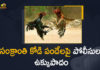 Petition Filed in AP High Court Over Sankranti Rooster Fights,Sankranti Rooster Fights,AP High Court Over Sankranti Rooster Fights,Apex court upholds cockfight ban,cockfight ,Ban on cockfights,AP High Court ,cockfight in ap,Sankranti Rooster Fight News,Sankranti Rooster Fight updates,Sankranti ,Sankranti festival,Sankranti festival 2022,2022 Sankranti festival,magno news