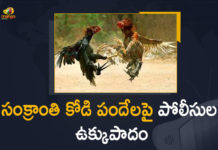 కోడి పందేల నిర్వహణను అడ్డుకోండి.. హైకోర్టులో వ్యాజ్యం Petition Filed in AP High Court Over Sankranti Rooster Fights,Sankranti Rooster Fights,AP High Court Over Sankranti Rooster Fights,Apex court upholds cockfight ban,cockfight ,Ban on cockfights,AP High Court ,cockfight in ap,Sankranti Rooster Fight News,Sankranti Rooster Fight updates,Sankranti ,Sankranti festival,Sankranti festival 2022,2022 Sankranti festival,magno news