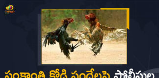 Petition Filed in AP High Court Over Sankranti Rooster Fights,Sankranti Rooster Fights,AP High Court Over Sankranti Rooster Fights,Apex court upholds cockfight ban,cockfight ,Ban on cockfights,AP High Court ,cockfight in ap,Sankranti Rooster Fight News,Sankranti Rooster Fight updates,Sankranti ,Sankranti festival,Sankranti festival 2022,2022 Sankranti festival,magno news