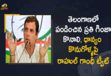 Congress Leader Rahul Gandhi Tweets On Paddy Procurement Issue in Telangana State, Congress Leader Rahul Gandhi Tweets On Paddy Procurement Issue in Telangana, Paddy Procurement Issue in Telangana State, Rahul Gandhi Tweets On Paddy Procurement Issue in Telangana, Congress Leader Rahul Gandhi, Congress Leader, Rahul Gandhi, Rahul Gandhi Tweet, Congress Leader Rahul Gandhi Tweeted In Telugu On Telangana Paddy Procurement Issue, Congress Leader Rahul Gandhi Tweeted, Paddy Procurement Issue, Paddy Procurement in Telangana, Telangana Paddy Procurement, Paddy Procurement, Telangana Paddy Procurement Latest News, Telangana Paddy Procurement Latest Updates, Telangana Paddy Procurement Live Updates, Mango News, Mango News Telugu,