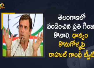 Congress Leader Rahul Gandhi Tweets On Paddy Procurement Issue in Telangana State, Congress Leader Rahul Gandhi Tweets On Paddy Procurement Issue in Telangana, Paddy Procurement Issue in Telangana State, Rahul Gandhi Tweets On Paddy Procurement Issue in Telangana, Congress Leader Rahul Gandhi, Congress Leader, Rahul Gandhi, Rahul Gandhi Tweet, Congress Leader Rahul Gandhi Tweeted In Telugu On Telangana Paddy Procurement Issue, Congress Leader Rahul Gandhi Tweeted, Paddy Procurement Issue, Paddy Procurement in Telangana, Telangana Paddy Procurement, Paddy Procurement, Telangana Paddy Procurement Latest News, Telangana Paddy Procurement Latest Updates, Telangana Paddy Procurement Live Updates, Mango News, Mango News Telugu,