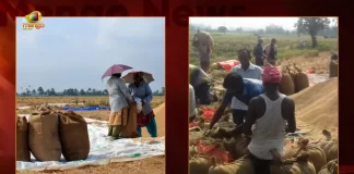 Centre Gives Approval For The Procurement of 8 Lakh Tonnes of Rice From Telangana, Procurement of 8 Lakh Tonnes of Rice From Telangana, 8L tonnes of parboiled rice, Centre approved procurement From Telangana, parboiled rice, Centre Govt, 8 Lakh Tonnes of Rice, Telangana Rice Procurement, Telangana Rice Procurement News, Telangana Rice Procurement Latest News, Telangana Rice Procurement Latest Updates, Telangana Rice Procurement Live Updates, Mango News, Mango News Telugu,