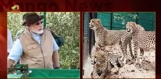 PM Modi Releases 8 Cheetahs in Kuno National Park Madhya Pradesh Today, PM Modi Releases 8 Cheetahs At National Park, PM Modi Releases 8 Cheetahs, PM Narendra Modi, Kuno National Park Madhya Pradesh , Kuno National Park , Mango News , Mango News Telugu, PM Modi Releases 8 Cheetahs in Kuno National Park, PM Modi, PM Modi Madhya Pradesh Tour, PM Modi Latest News And Updates, Kuno National Park