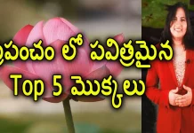 Top 5 Sacred Plants in the World - YUVARAJ infotainment, Top 5 Sacred Plants In The World,Importance Of Sacred Plants,Lotus,Yuvaraj Infotainment,Sacred Plants,Sacred Plants In India,Sacred Plants In The World,Most Sacred Plants,List Of Sacred Plants,Best Sacred Plants,Facts On Sacred Plants,Tulasi,Sacred Plants In Hindusim,Sacred Plants Importance,Sacred Plants In Christianity Religious Plants And Flowers,5 Sacred Trees In Vedas,Tulasi Plant Importance,Unknown Facts,Interesting Stories,Mango News,Mango News Telugu