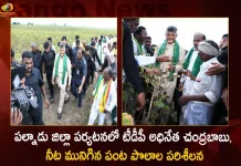 TDP Chief Chandrababu Visits Palnadu Today Inspected the Crops Damage due to Heavy Rains, TDP Chief Chandrababu Naidu, TDP Chief Chandrababu Visits Palnadu, Chandrababu Palnadu Tour Today, Mango News, Mango News Telugu, Chandrababu Inspected Crops Damage Palnadu, Palnadu Crops Damage Due To Heavy Rains, TDP Chief Chandrababu, TDP Chief Chandrababu Naidu News And Updates, TDP Chief Chandrababu Naidu, Chandrababu Naidu Comments on Govt, AP CM YS Jagan Mohan Reddy, Chandrababu Naidu Latest News And Live Updates