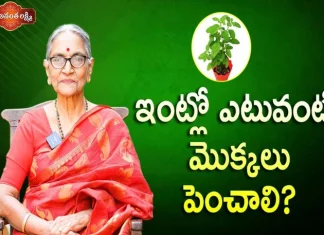 ఇంట్లో ఎటువంటి మొక్కలు పెంచాలి?,Best Plants to Grow at home,Indoor Plants,Dr Ananta Lakshmi,plants,importance of plants,tulasi,tulasi plant,important of tulasi plant,best plants for home,best plants,plants at home,home garden,outdoor plants,outdoor plants for home,curry leaves,curry leaves plant,significance of curry leaves plant,garden,best plants at home,unknown facts,home tips,best tips for home,ananta lakshmi videos