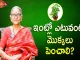 ఇంట్లో ఎటువంటి మొక్కలు పెంచాలి?,Best Plants to Grow at home,Indoor Plants,Dr Ananta Lakshmi,plants,importance of plants,tulasi,tulasi plant,important of tulasi plant,best plants for home,best plants,plants at home,home garden,outdoor plants,outdoor plants for home,curry leaves,curry leaves plant,significance of curry leaves plant,garden,best plants at home,unknown facts,home tips,best tips for home,ananta lakshmi videos