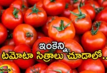 AP Couple Offered 51 kg Tomatoes To Goddess Nukalamma,AP Couple Offered 51 kg Tomatoes,51 kg Tomatoes To Goddess Nukalamma,AP Couple To Goddess Nukalamma,Tomatoes To Goddess Nukalamma,Mango News,Mango News Telugu,Devotees offer tomatoes in Tulabharam,Andhra Pradesh Parents hold Tulabharam,Devotee offered 51 kg tomatoes with tulabura,AP Couple Latest News,AP Couple Tomatoes To Goddess News Today,Andhra Pradesh Latest News,Andhra Pradesh News,Andhra Pradesh News and Live Updates,Goddess Nukalamma Latest News,AP Goddess Nukalamma Latest Updates