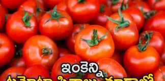 AP Couple Offered 51 kg Tomatoes To Goddess Nukalamma,AP Couple Offered 51 kg Tomatoes,51 kg Tomatoes To Goddess Nukalamma,AP Couple To Goddess Nukalamma,Tomatoes To Goddess Nukalamma,Mango News,Mango News Telugu,Devotees offer tomatoes in Tulabharam,Andhra Pradesh Parents hold Tulabharam,Devotee offered 51 kg tomatoes with tulabura,AP Couple Latest News,AP Couple Tomatoes To Goddess News Today,Andhra Pradesh Latest News,Andhra Pradesh News,Andhra Pradesh News and Live Updates,Goddess Nukalamma Latest News,AP Goddess Nukalamma Latest Updates