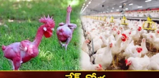 Genetic Chicken Creation Stirs A New Debate Across The World,Genetic Chicken Creation Stirs,A New Debate Across The World,Chicken Creation Stirs A New Debate,Mango News,Mango News Telugu,Naked chickens, Geneticist,Poultry Specialist,The Hebrew University of Jerusalem, Professor Avigdor Kahner, Unethical genetic modification, Broiler chicken,Applications of Gene Editing in Chickens,Genetically modified chickens,Genetic Chicken Creation Latest News,Genetic Chicken Creation,Genetic Chicken Creation Latest Updates,Genetic Chicken Latest News,Genetic Chicken Live Updates,Chicken Creation Stirs Debate News Today,Chicken Creation Stirs Debate Latest news,Chicken Creation Stirs Debate Latest Updates