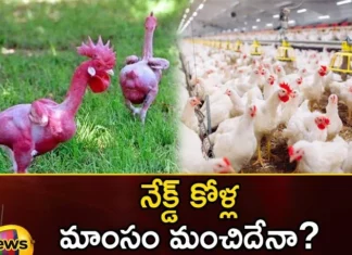 Genetic Chicken Creation Stirs A New Debate Across The World,Genetic Chicken Creation Stirs,A New Debate Across The World,Chicken Creation Stirs A New Debate,Mango News,Mango News Telugu,Naked chickens, Geneticist,Poultry Specialist,The Hebrew University of Jerusalem, Professor Avigdor Kahner, Unethical genetic modification, Broiler chicken,Applications of Gene Editing in Chickens,Genetically modified chickens,Genetic Chicken Creation Latest News,Genetic Chicken Creation,Genetic Chicken Creation Latest Updates,Genetic Chicken Latest News,Genetic Chicken Live Updates,Chicken Creation Stirs Debate News Today,Chicken Creation Stirs Debate Latest news,Chicken Creation Stirs Debate Latest Updates