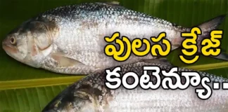Know More About The Monsoon Legend Pulasa Fish and Its Origin Godavari Districts of AP,Know More About The Monsoon Legend Pulasa Fish,The Monsoon Legend Pulasa Fish,Pulasa Fish and Its Origin,Mango News,Mango News Telugu,East Godavari Pulasa Is A Monsoon Legend,Pulasa fish famous in Andhra Pradesh,Monsoon Seasons Favourite Fish,Pulasa Fish,Godavari Districts Pulasa Fish,Pulasa Fish,Pulasa Fish,Godavari Pulasa Fish,Godavari Districts of AP