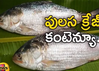 Know More About The Monsoon Legend Pulasa Fish and Its Origin Godavari Districts of AP,Know More About The Monsoon Legend Pulasa Fish,The Monsoon Legend Pulasa Fish,Pulasa Fish and Its Origin,Mango News,Mango News Telugu,East Godavari Pulasa Is A Monsoon Legend,Pulasa fish famous in Andhra Pradesh,Monsoon Seasons Favourite Fish,Pulasa Fish,Godavari Districts Pulasa Fish,Pulasa Fish,Pulasa Fish,Godavari Pulasa Fish,Godavari Districts of AP