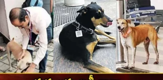 Stray Dogs at Indias Mumbai Airport Gets Aadhaar Card With QR Code,Stray Dogs at Indias Mumbai Airport,Stray Dogs at Airport Gets Aadhaar Card,Stray Dogs With QR Code,Stray Dogs at Mumbai Airport,Mango News,Mango News Telugu,20 stray dogs at Mumbai airport,ID card for dogs,Dogs, Street Dogs, Mumbai Dogs,Dogs at Indias Mumbai Airport,Indias Mumbai Airport Latest News,Indias Mumbai Airport Latest Updates,Stray Dogs at Airport Latest News,Stray Dogs With QR Code News Today,Stray Dogs With QR Code Latest News