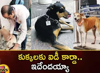 Stray Dogs at Indias Mumbai Airport Gets Aadhaar Card With QR Code,Stray Dogs at Indias Mumbai Airport,Stray Dogs at Airport Gets Aadhaar Card,Stray Dogs With QR Code,Stray Dogs at Mumbai Airport,Mango News,Mango News Telugu,20 stray dogs at Mumbai airport,ID card for dogs,Dogs, Street Dogs, Mumbai Dogs,Dogs at Indias Mumbai Airport,Indias Mumbai Airport Latest News,Indias Mumbai Airport Latest Updates,Stray Dogs at Airport Latest News,Stray Dogs With QR Code News Today,Stray Dogs With QR Code Latest News