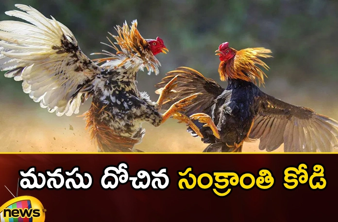 A Thai Man Came AP To Buy Roosters After Seeing Cockfight on YouTube,A Thai Man Came AP,Man Came AP To Buy Roosters,After Seeing Cockfight on YouTube,A Thai Man Came AP To Buy Roosters,Mango News,Mango News Telugu,Thai man came to AP, buy chickens after seeing them on YouTube,Eluru in AP, chicken that won prize money,AP fighter rooster sold to Thais,Thai Man Came AP Latest News,Thai Man Came AP Latest Updates,Thai Man Came AP Live News,Cockfight on YouTube,Man Came AP To Buy Roosters News,Man Came AP To Buy Roosters Latest News,Man Came AP To Buy Roosters Live Updates