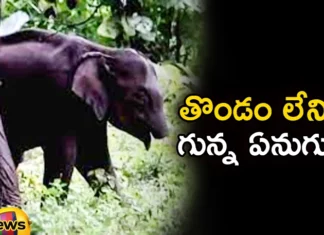 Elephant Calf Without Trunk Spotted by Forest Officers in Kerala,Elephant Calf Without Trunk,Elephant Without Trunk Spotted by Forest Officers,Forest Officers in Kerala,Mango News,Mango News Telugu,forest officials stationed in the dense forests,Sighting an elephant calf without a trunk,Traverse between Kerala and Tamil Nadu,A Strange thing in the Forests of Kerala, an Elephant without a Trunk, Elephant, Kerala Elephant,Elephant Calf Without Trunk News,Elephant Without Trunk Latest News,Elephant Without Trunk Live Updates